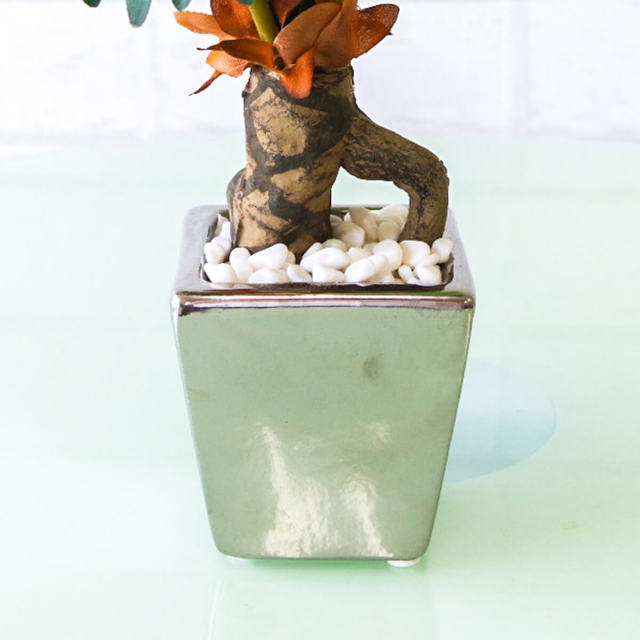 フィロデンドロン セローム　♻️リユース観葉植物 フィロデンドロン・セローム - REN online shop