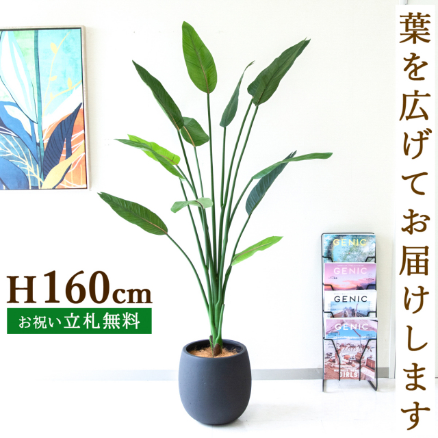 フェイクグリーン ストレチア H約160cm  鉢付き / 人工観葉植物 観葉植物 フェイク 造花 大型 大きい 店舗 装飾 開店 開業 移転 祝い ギフト プレゼント おしゃれ 住宅展示場 モデルハウス オフィス 立札無料 /PG122-BAL30BK