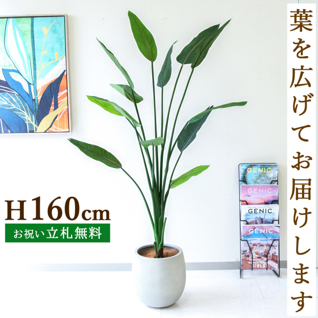 フェイクグリーン ストレチア H約160cm  鉢付き / 人工観葉植物 観葉植物 フェイク 造花 大型 大きい 店舗 装飾 開店 開業 移転 祝い ギフト プレゼント おしゃれ 住宅展示場 モデルハウス オフィス 立札無料 /PG122-BAL30IV