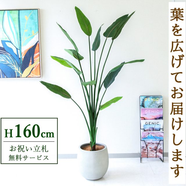 フェイクグリーン ストレチア H約160cm  鉢付き / 人工観葉植物 観葉植物 フェイク 造花 大型 大きい 店舗 装飾 開店 開業 移転 祝い ギフト プレゼント おしゃれ 住宅展示場 モデルハウス オフィス 立札無料 /PG122-BAL30IV
