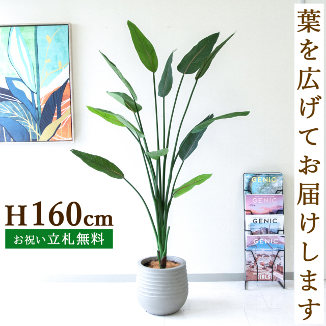 フェイクグリーン ストレチア H約160cm  鉢付き / 人工観葉植物 観葉植物 フェイク 造花 大型 大きい 店舗 装飾 開店 開業 移転 祝い ギフト プレゼント おしゃれ 住宅展示場 モデルハウス オフィス 立札無料 /PG122-J30