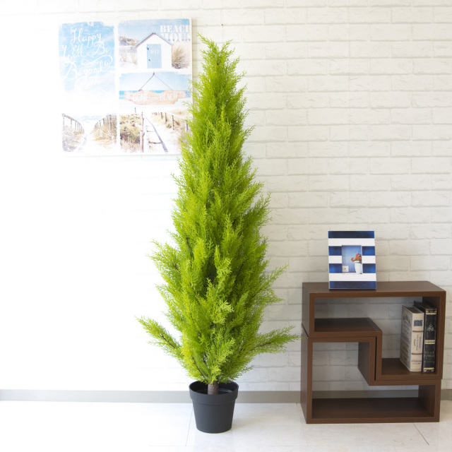 光触媒　人工観葉植物　フェイクグリーン　ゴールドクレスト1.35 光触媒 光の楽園 ゴールドクレスト1.35(ポリ製)【インテリア