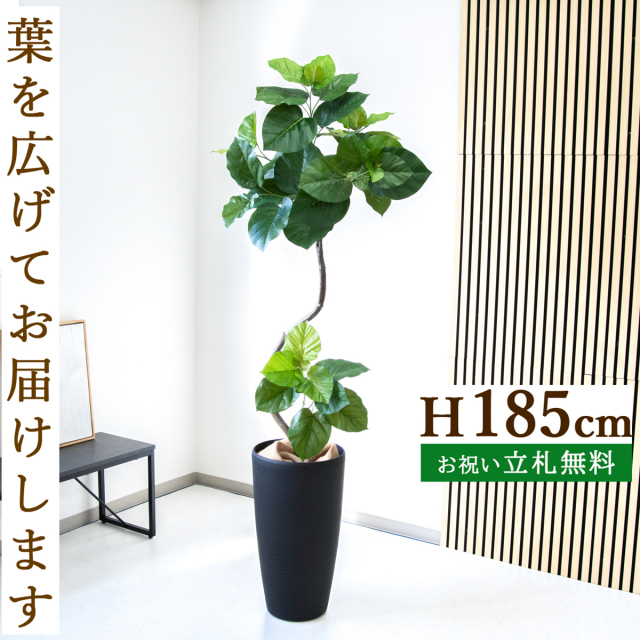 フェイクグリーン ツイストウンベラータ H約185cm 鉢付き / 人工観葉植物 観葉植物 フェイク 造花 大型 大きい 店舗 装飾 開店 開業 移転 祝い ギフト プレゼント おしゃれ 住宅展示場 モデルハウス オフィス 立札無料 PG150-ZAG32BK