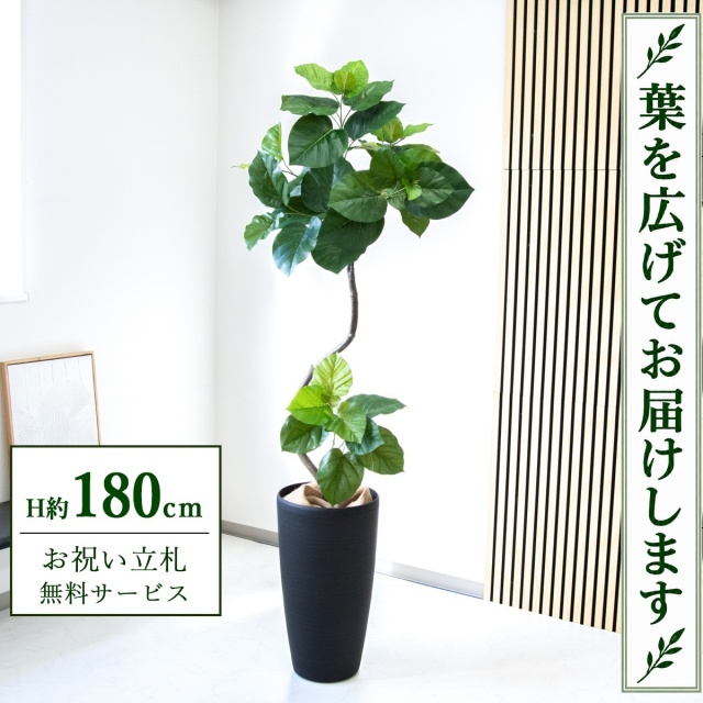 【すぐ飾れる】 フェイクグリーン フィカス ウンベラータ H約180cm 大型 鉢付き / 法人・開店祝い 店舗・オフィス装飾 空間演出 立札無料・造花/PG150-ZAG32BK