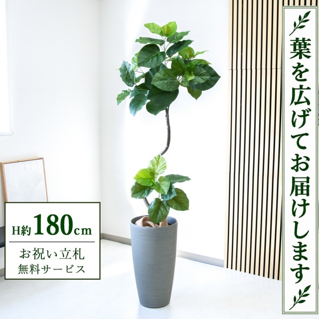 【すぐ飾れる】 フェイクグリーン フィカス ウンベラータ H約180cm 大型 鉢付き / 法人・開店祝い 店舗・オフィス装飾 空間演出 立札無料・造花/PG150-ZAG32GY