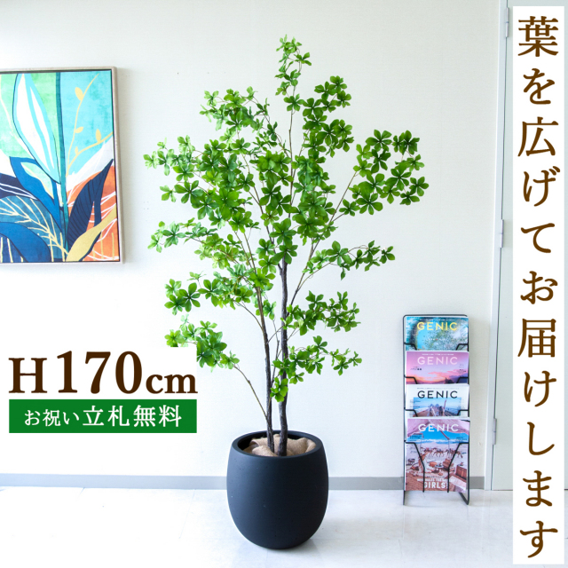 フェイクグリーン ツツジ H約170cm 鉢付き / 人工観葉植物 観葉植物 フェイク 造花 大型 大きい 店舗 装飾 開店 開業 移転 祝い ギフト プレゼント おしゃれ 住宅展示場 モデルハウス オフィス 立札無料 /PG158-BAL35BK