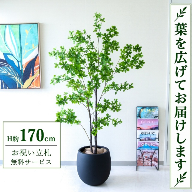 【すぐ飾れる】 フェイクグリーン ドウダンツツジ H約170cm 大型 鉢付き / 法人・開店祝い 店舗・オフィス装飾 空間演出 立札無料・造花/PG158-BAL35BK