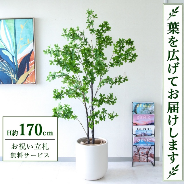 【すぐ飾れる】 フェイクグリーン ドウダンツツジ H約170cm 大型 鉢付き / 法人・開店祝い 店舗・オフィス装飾 空間演出 立札無料・造花/PG158-CHC33IV
