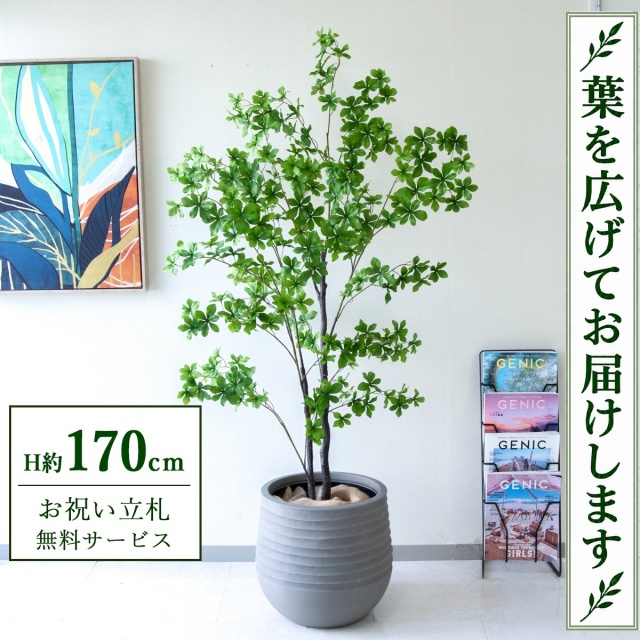 【すぐ飾れる】 フェイクグリーン ドウダンツツジ H約170cm 大型 鉢付き / 法人・開店祝い 店舗・オフィス装飾 空間演出 立札無料・造花/PG158-J40