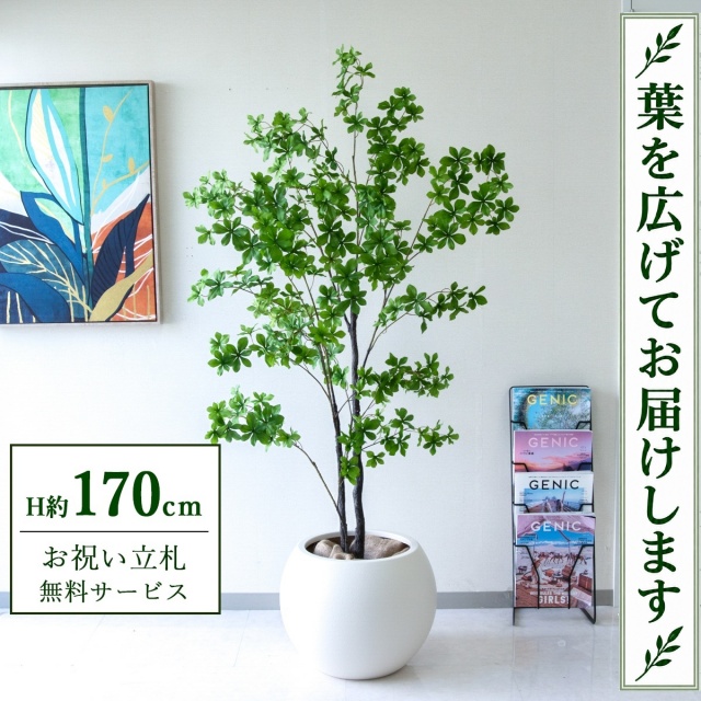 【すぐ飾れる】 フェイクグリーン ドウダンツツジ H約170cm 大型 鉢付き / 法人・開店祝い 店舗・オフィス装飾 空間演出 立札無料・造花/PG158-ROM43IV