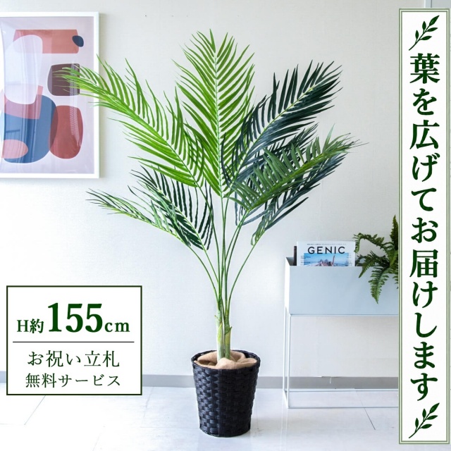 【すぐ飾れる】 フェイクグリーン アレカパーム H約155cm 鉢付き / 法人・開店祝い 店舗・オフィス装飾 空間演出 立札無料・造花/PG165-MEL26DB