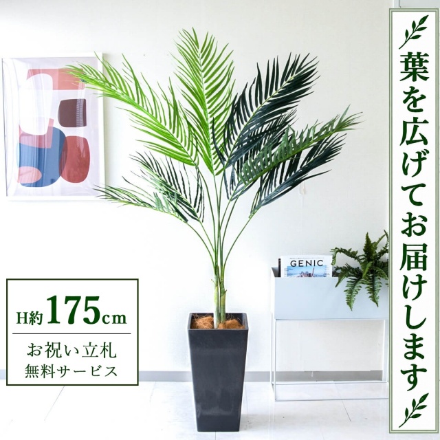 【すぐ飾れる】 フェイクグリーン アレカパーム H約175cm 大型 鉢付き / 法人・開店祝い 店舗・オフィス装飾 空間演出 立札無料・造花/PG165-Q25BK