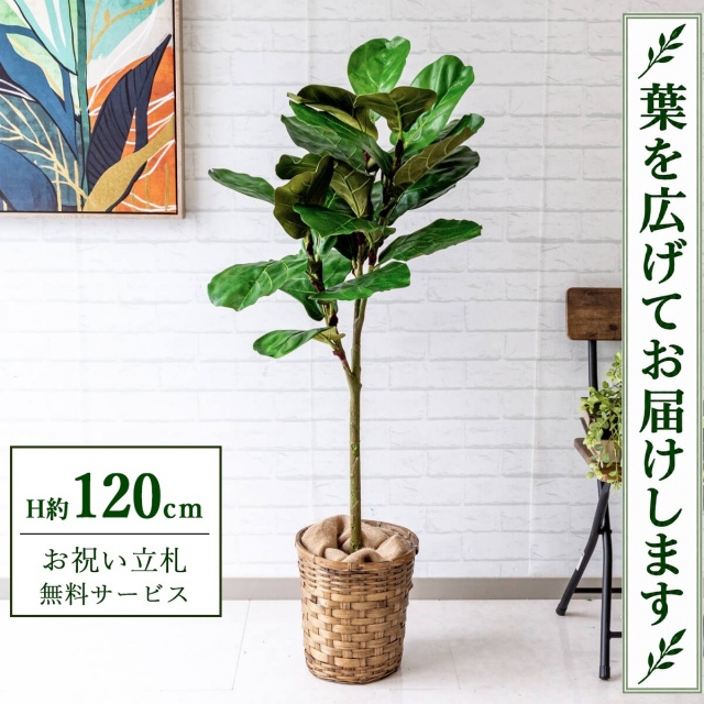【すぐ飾れる】 フェイクグリーン カシワバ H約120cm 鉢付き / 法人・開店祝い 店舗・オフィス装飾 空間演出 立札無料・造花/PG168-S24