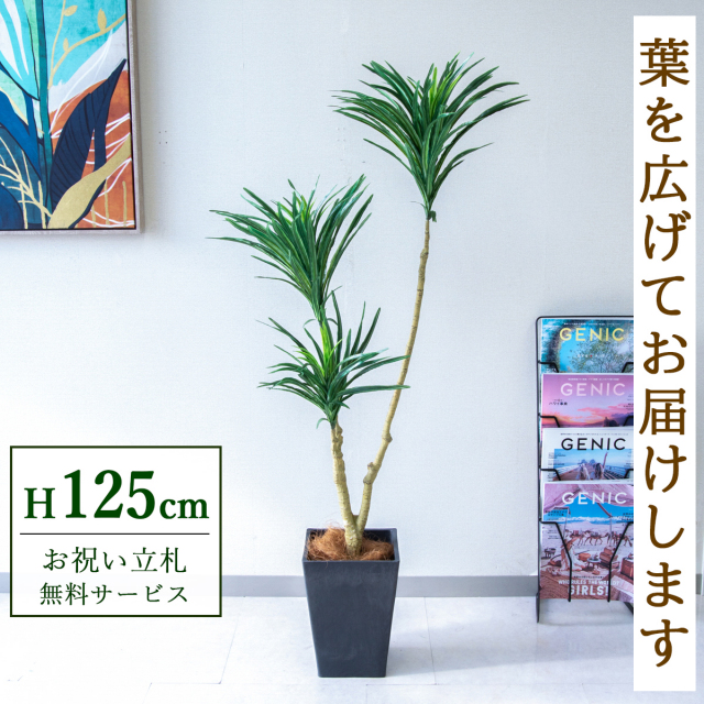 【すぐ飾れる】 フェイクグリーン ドラセナ 125cm 鉢付き / 法人・開店祝い 店舗・オフィス装飾 空間演出 立札無料・造花/PG173-Q20BK