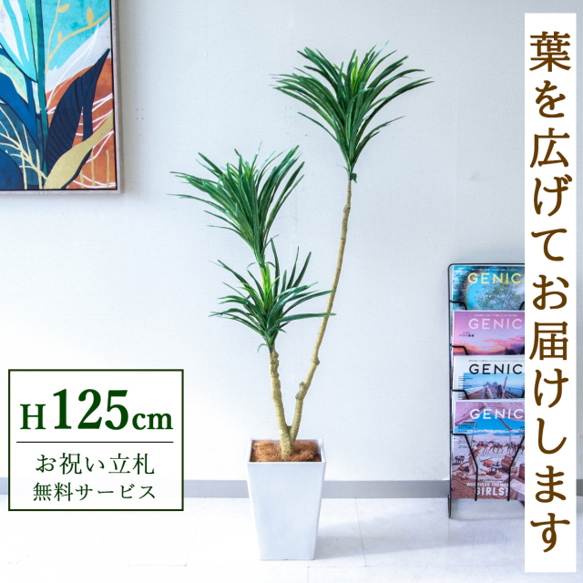 【すぐ飾れる】 フェイクグリーン ドラセナ 125cm 鉢付き / 法人・開店祝い 店舗・オフィス装飾 空間演出 立札無料・造花/PG173-Q20WH