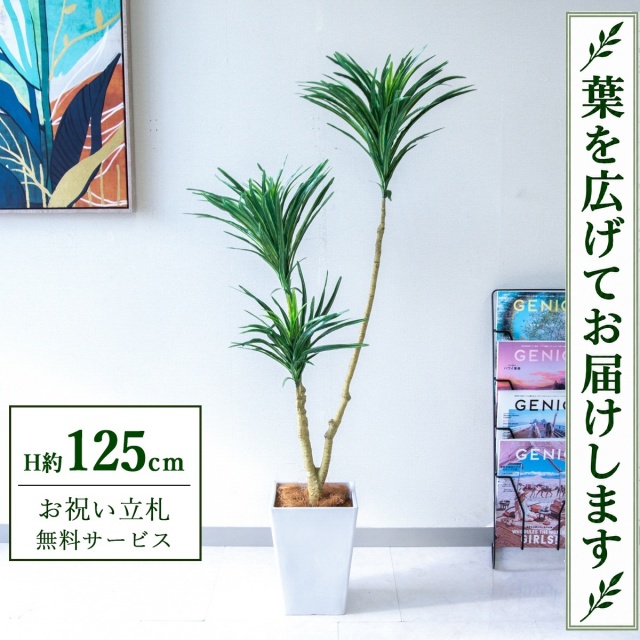 【すぐ飾れる】 フェイクグリーン ドラセナ H約125cm 鉢付き / 法人・開店祝い 店舗・オフィス装飾 空間演出 立札無料・造花/PG173-Q20WH