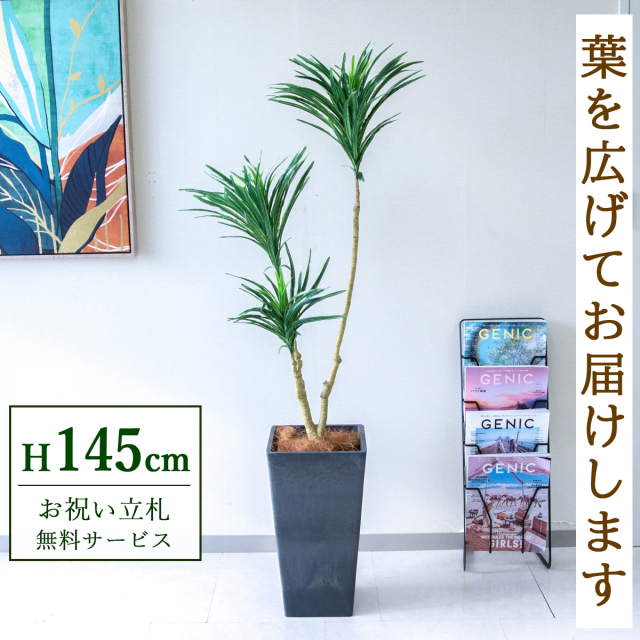 【すぐ飾れる】 フェイクグリーン ドラセナ 145cm 鉢付き / 法人・開店祝い 店舗・オフィス装飾 空間演出 立札無料・造花/PG173-Q25BK