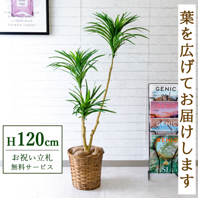 フェイクグリーン ドラセナスリム H約120cm 鉢付き / 観葉植物 フェイク 人工観葉植物 造花 店舗 装飾 開店 開業 移転 祝い ギフト プレゼント おしゃれ 住宅展示場 モデルハウス オフィス 立札無料 PG173-S24