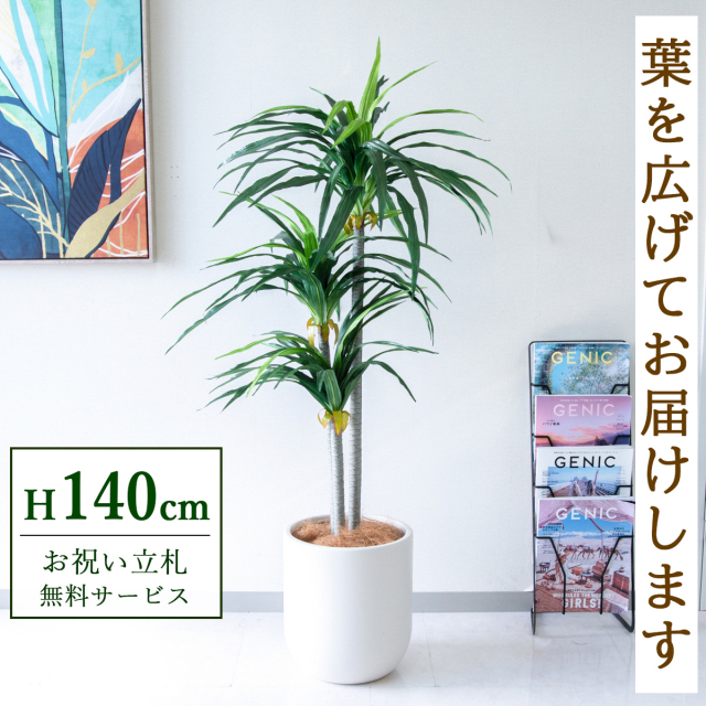 【すぐ飾れる】 フェイクグリーン ドラセナ 140cm 鉢付き / 法人・開店祝い 店舗・オフィス装飾 空間演出 立札無料・造花/PG180-CHC29IV