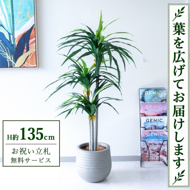 【すぐ飾れる】 フェイクグリーン ドラセナ H約135cm 鉢付き / 法人・開店祝い 店舗・オフィス装飾 空間演出 立札無料・造花/PG180-J30