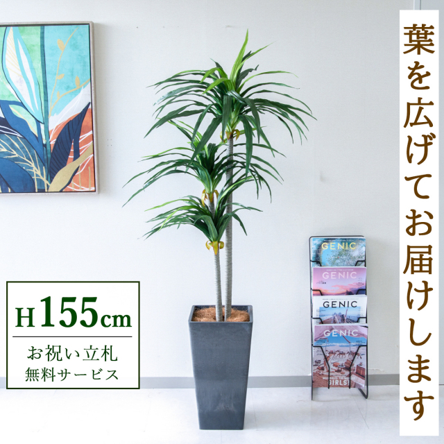 【すぐ飾れる】 フェイクグリーン ドラセナ 155cm 鉢付き / 法人・開店祝い 店舗・オフィス装飾 空間演出 立札無料・造花/PG180-Q25BK