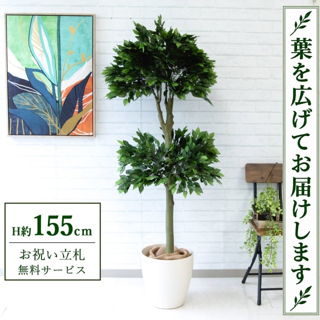 【すぐ飾れる】 フェイクグリーン フィカス ベンジャミン H約155cm 鉢付き / 法人・開店祝い 店舗・オフィス装飾 空間演出 立札無料・造花/PG184-A300WH