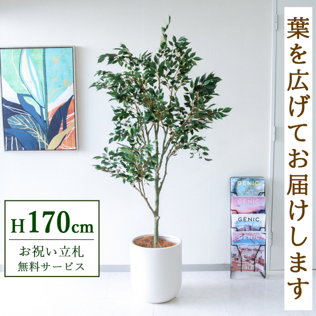 【すぐ飾れる】 フェイクグリーン フィカス ベンジャミン 170cm 大型 鉢付き / 法人・開店祝い 店舗・オフィス装飾 空間演出 立札無料・造花/PG186-CHC33IV