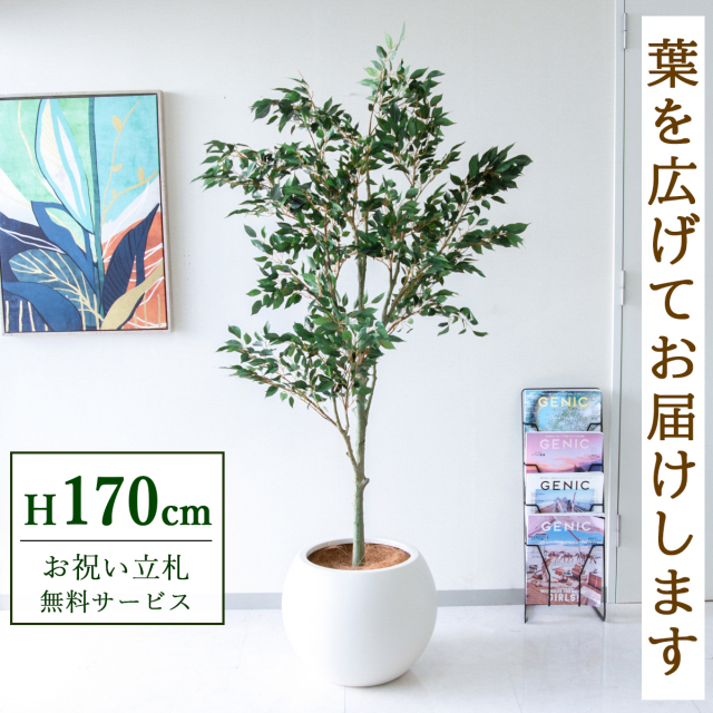 【すぐ飾れる】 フェイクグリーン フィカス ベンジャミン 170cm 大型 鉢付き / 法人・開店祝い 店舗・オフィス装飾 空間演出 立札無料・造花/PG186-ROM43IV