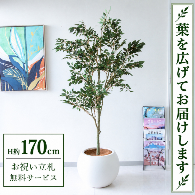 【すぐ飾れる】 フェイクグリーン フィカス ベンジャミン H約170cm 大型 鉢付き / 法人・開店祝い 店舗・オフィス装飾 空間演出 立札無料・造花/PG186-ROM43IV
