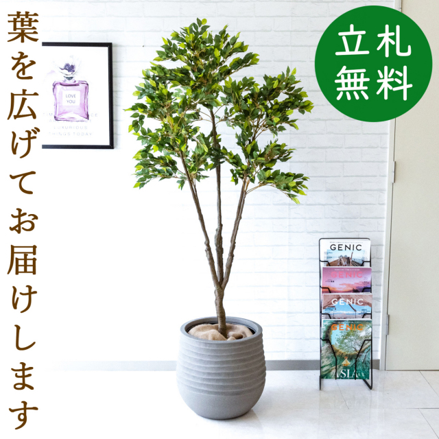 フェイクグリーン フィカス ベンジャミン H約165cm 鉢付き / 観葉植物 フェイク 人工観葉植物 造花 店舗 装飾 開店 開業 移転 祝い ギフト プレゼント おしゃれ 住宅展示場 モデルハウス オフィス 立札無料 PG187-J40