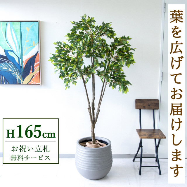 【すぐ飾れる】 フェイクグリーン フィカス ベンジャミン 165cm 鉢付き / 法人・開店祝い 店舗・オフィス装飾 空間演出 立札無料・造花/PG187-J40