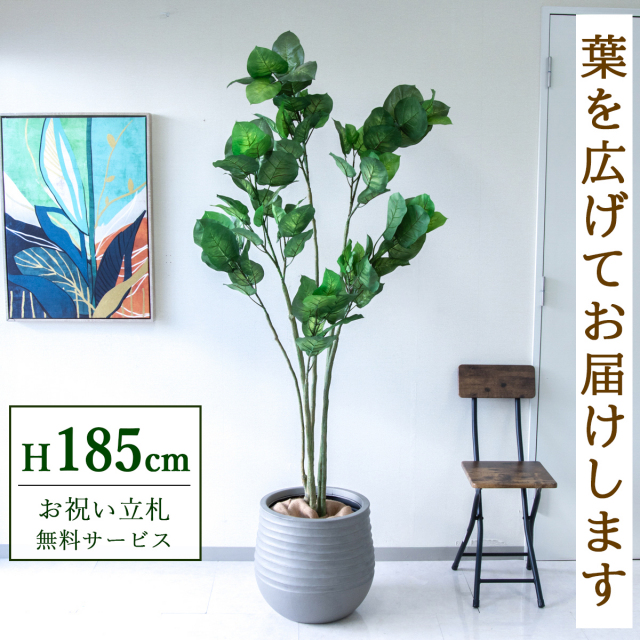 【すぐ飾れる】 フェイクグリーン フィカス ベンジャミン 185cm 大型 鉢付き / 法人・開店祝い 店舗・オフィス装飾 空間演出 立札無料・造花/PG190-J40