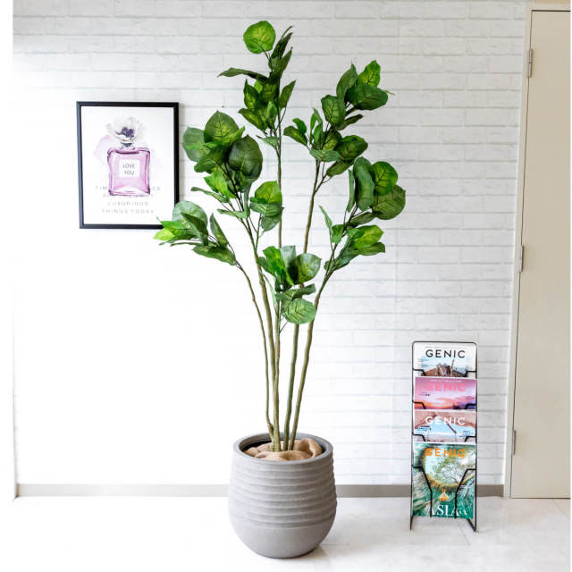 人工 観葉植物 フェイク グリーン フィカスアンブレラ H約185cm 大型