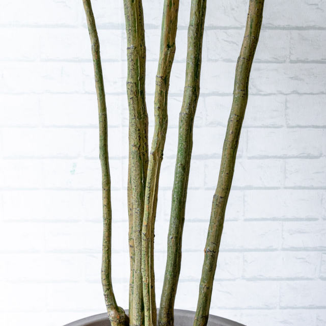 光触媒　人工観葉植物　ウォールグリーン　フェイクグリーン　ベンジャミンフィカスb 光触媒 人工観葉植物 ウォールグリーン フェイクグリーン ベンジャミン