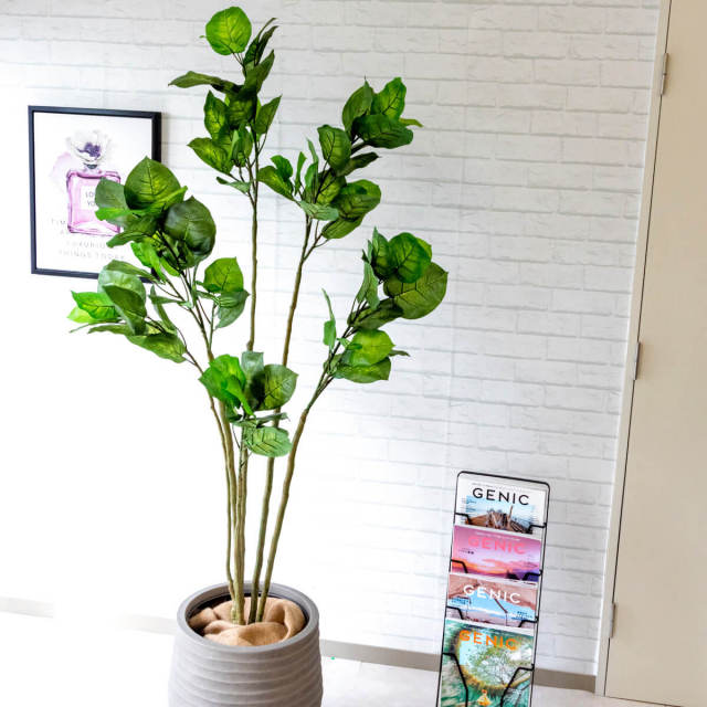 人工 観葉植物 フェイク グリーン フィカスアンブレラ H約185cm 大型