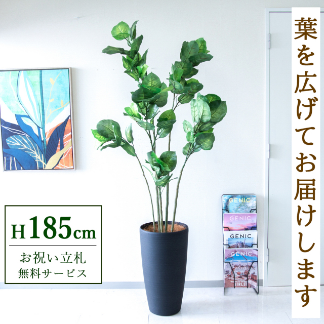 【すぐ飾れる】 フェイクグリーン フィカス ベンジャミン 185cm 大型 鉢付き / 法人・開店祝い 店舗・オフィス装飾 空間演出 立札無料・造花/PG190-ZAG32BK