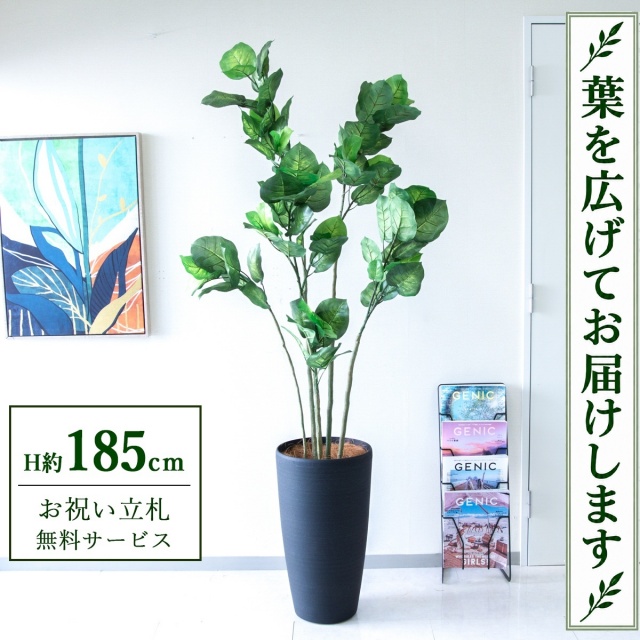 【すぐ飾れる】 フェイクグリーン フィカス ウンベラータ H約185cm 大型 鉢付き / 法人・開店祝い 店舗・オフィス装飾 空間演出 立札無料・造花/PG190-ZAG32BK