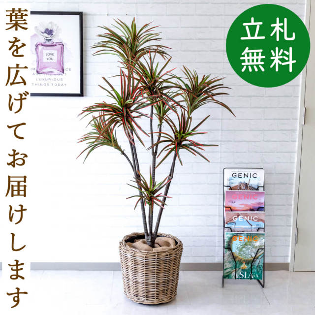 フェイクグリーン ドラセナコンシナレッドグリーン H約155cm 鉢付き / 観葉植物 フェイク 人工観葉植物 造花 店舗 装飾 開店 開業 移転 祝い ギフト プレゼント おしゃれ 住宅展示場 モデルハウス オフィス 立札無料 PG191-N37