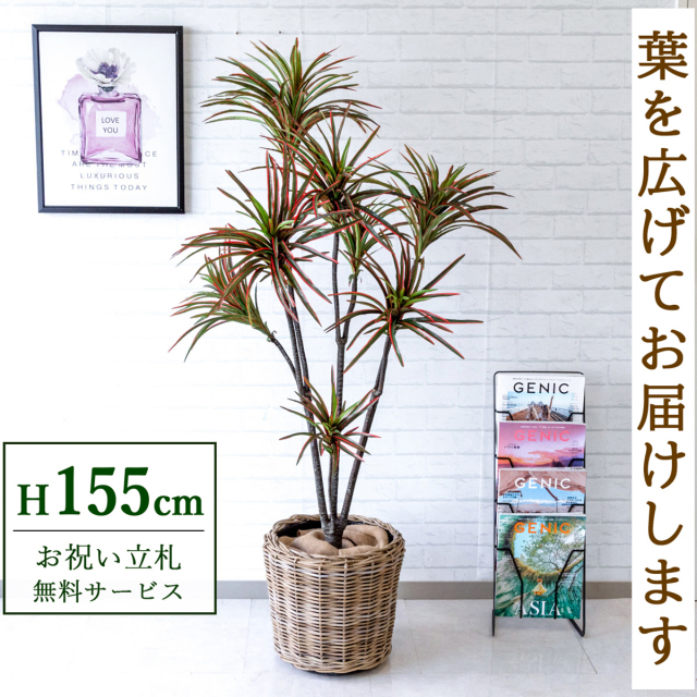 フェイクグリーン ドラセナコンシナレッドグリーン H約155cm 鉢付き / 観葉植物 フェイク 人工観葉植物 造花 店舗 装飾 開店 開業 移転 祝い ギフト プレゼント おしゃれ 住宅展示場 モデルハウス オフィス 立札無料 PG191-N37