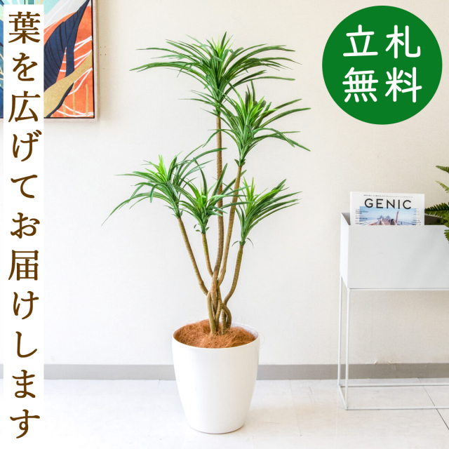 フェイクグリーン ユッカポット H約115cm 鉢付き / 人工観葉植物 観葉植物 フェイク 造花 店舗 装飾 開店 開業 移転 祝い ギフト プレゼント おしゃれ 住宅展示場 モデルハウス オフィス 立札無料 PG198-A265WH