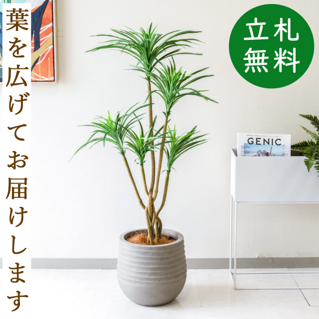 フェイクグリーン ユッカポット H約115cm 鉢付き / 人工観葉植物 観葉植物 フェイク 造花 店舗 装飾 開店 開業 移転 祝い ギフト プレゼント おしゃれ 住宅展示場 モデルハウス オフィス 立札無料 PG198-J30
