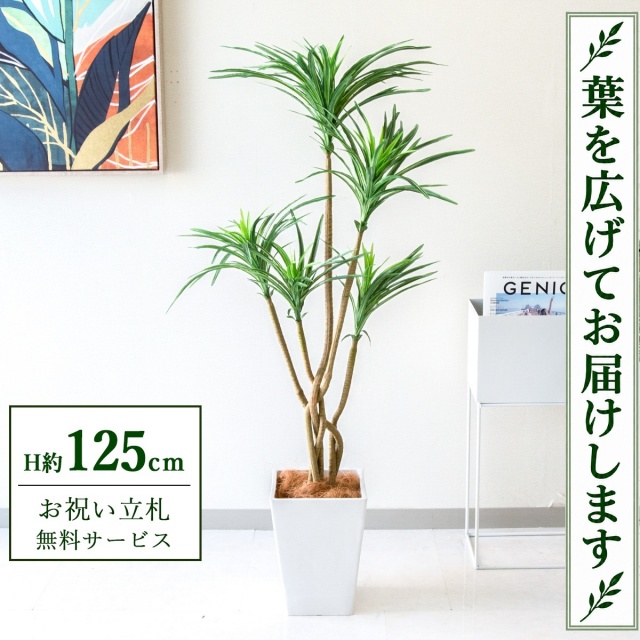【すぐ飾れる】 フェイクグリーン ユッカ H約125cm 鉢付き / 法人・開店祝い 店舗・オフィス装飾 空間演出 立札無料・造花/PG198-Q20WH