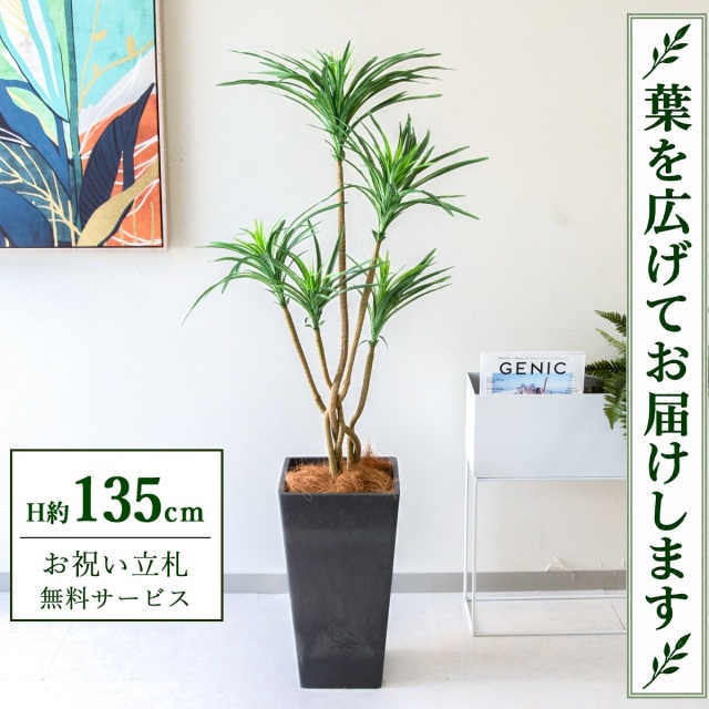 【すぐ飾れる】 フェイクグリーン ユッカ H約135cm 鉢付き / 法人・開店祝い 店舗・オフィス装飾 空間演出 立札無料・造花/PG198-Q25BK