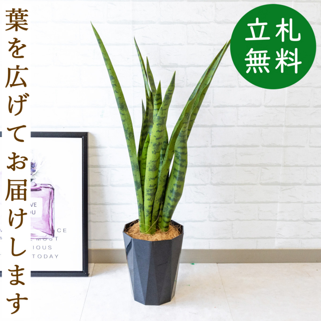 光触媒　人工観葉植物　ウォールグリーン　フェイクグリーン　サンスベリア1000 インテリアグリーン おしゃれ 人工観葉植物 人気 おすすめ