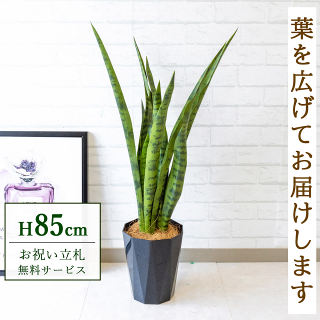 【すぐ飾れる】 フェイクグリーン サンセベリア(グリーン) 85cm 鉢付き / 法人・開店祝い 店舗・オフィス装飾 空間演出 立札無料・造花/PG199-C180BK