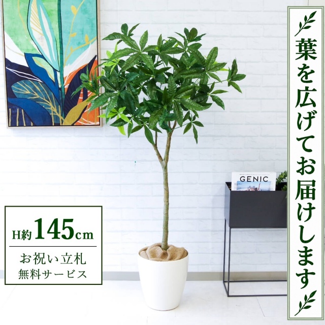 【すぐ飾れる】 フェイクグリーン パキラ H約145cm 鉢付き / 法人・開店祝い 店舗・オフィス装飾 空間演出 立札無料・造花/PG205-A265WH