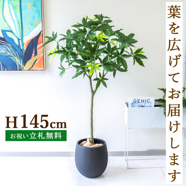 フェイクグリーン パキラ H約145cm 鉢付き / 観葉植物 フェイク 人工観葉植物 造花 店舗 装飾 開店 開業 移転 祝い ギフト プレゼント おしゃれ 住宅展示場 モデルハウス オフィス 立札無料 PG205-BAL30BK