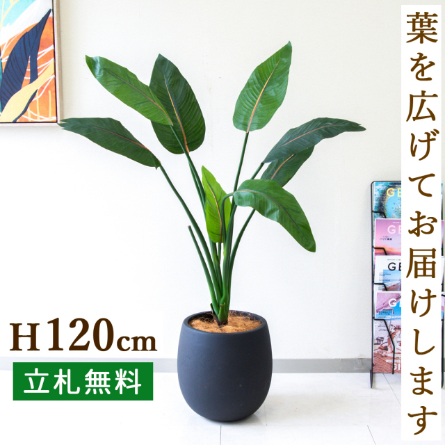 フェイクグリーン ストレチア H約120cm 鉢付き / 人工観葉植物 観葉植物 フェイク 造花 店舗 装飾 開店 開業 移転 祝い ギフト プレゼント おしゃれ 住宅展示場 モデルハウス オフィス 立札無料 /PG207-BAL30BK