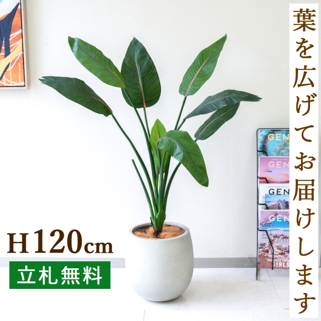 フェイクグリーン ストレチア H約120cm 鉢付き / 人工観葉植物 観葉植物 フェイク 造花 店舗 装飾 開店 開業 移転 祝い ギフト プレゼント おしゃれ 住宅展示場 モデルハウス オフィス 立札無料 /PG207-BAL30IV