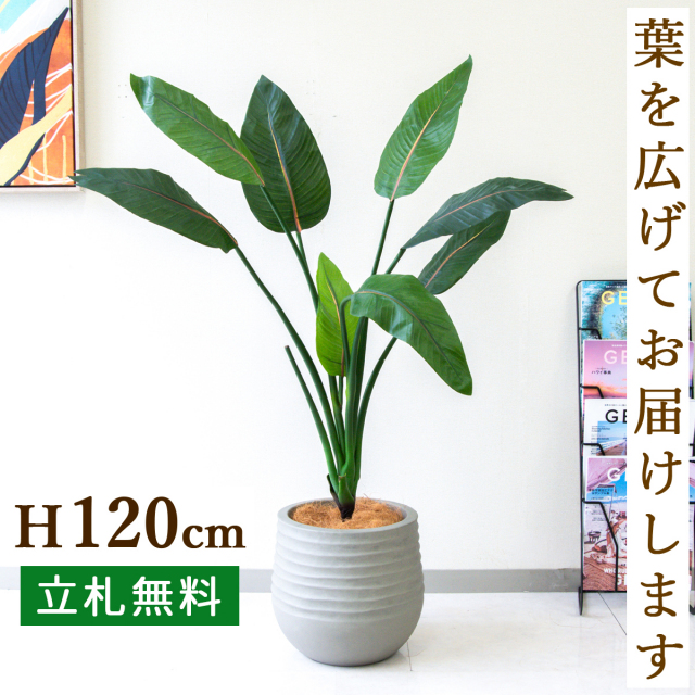 フェイクグリーン ストレチア H約120cm 鉢付き / 人工観葉植物 観葉植物 フェイク 造花 店舗 装飾 開店 開業 移転 祝い ギフト プレゼント おしゃれ 住宅展示場 モデルハウス オフィス 立札無料 /PG207-J30